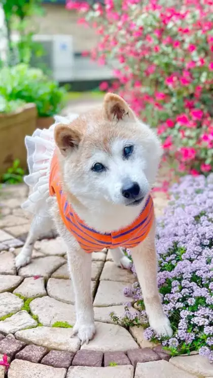 Crypto meme on Memtherscan