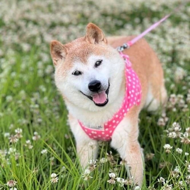 Crypto meme on Memtherscan